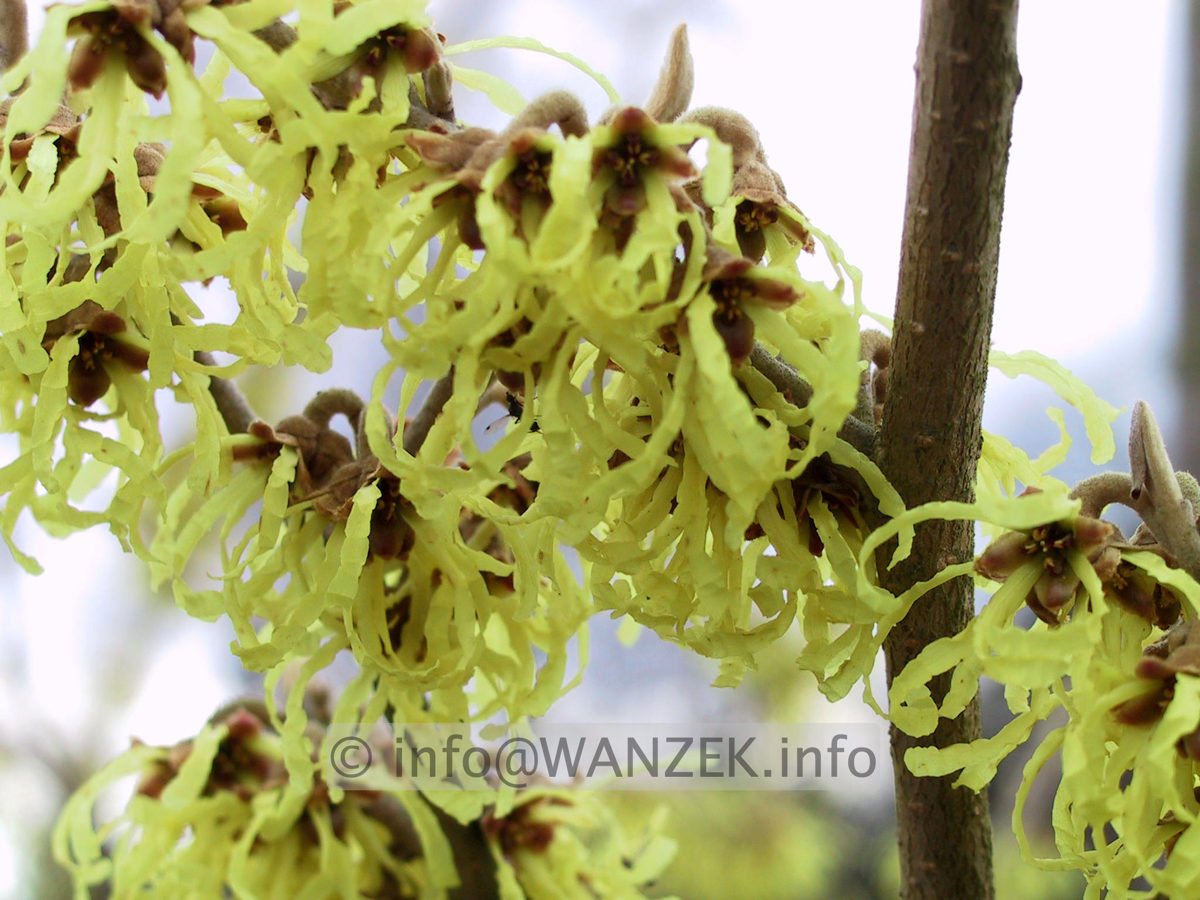 Hamamelis Pallida - 1b.JPG
